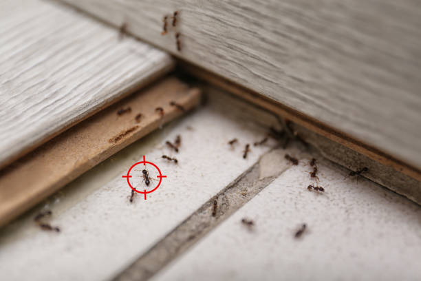 Spider Control Near Me in Garrison, MD